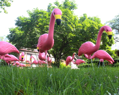 Flamingos 2016-08-29 006