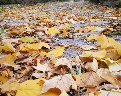 Leaves 2014-10-27 001