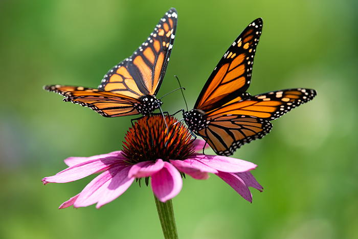Monarch butterflies AdobeStock_237482599_web