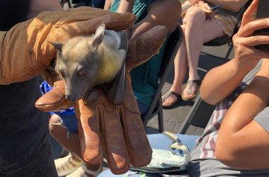 Guests at the Homewood Public Library got an up-close look at Togo, an African straw-colored fruit bat. Sharon Peterson of Incredible Bats handles her pet with gloves because the bat tends to nip. (Marilyn Thomas/H-F Chronicle)