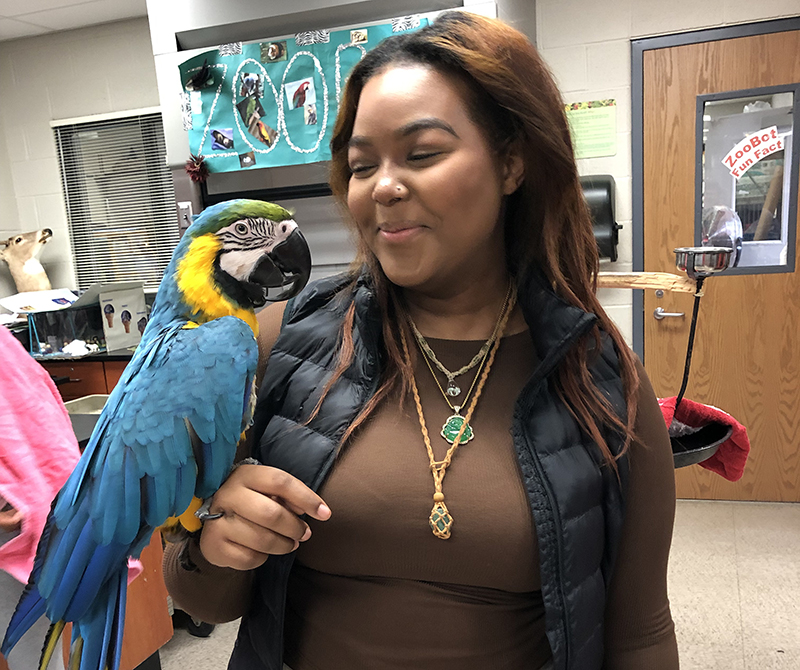 Blue, the macaw that is part of Homewood-Flossmoor High's ZooBots program, has returned, to the delight of student Kailyn Kirkman, after a weeklong adventure. (Marilyn Thomas/H-F Chronicle)