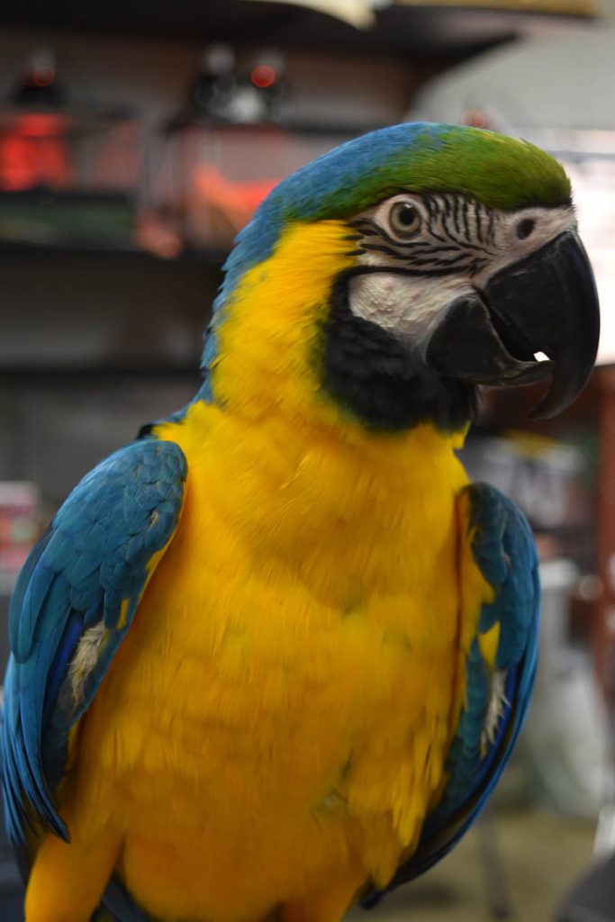Blue is missing from the Zoo/Bots program at Homewood-Flossmoor High School. (Provided photo)