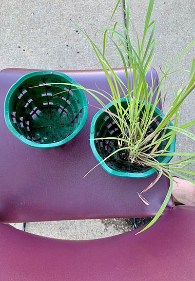 Tristan Shaw provided biodegradable pots like these to show how the material can help develop healthier tree root systems. (Nuha Abdessalam/H-F Chronicle)