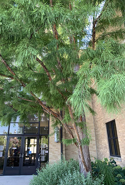 During Green Thumb Saturdays on July 12, presenter Tristan Shaw highlighted the bald cypress outside Homewood Village Hall as an example of how large trees store water and support surrounding ecosystems. (Nuha Abdessalam/H-F Chronicle)