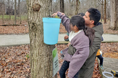 Antonio Campos lifts his daughter, Valeria, so that she can taste the sweet maple sap from a tapped tree. (Chris Weber/H-F Chronicle)