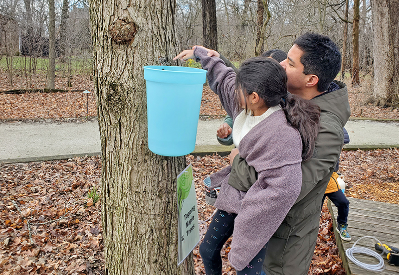 Antonio Campos lifts his daughter, Valeria, so that she can taste the sweet maple sap from a tapped tree. (Chris Weber/H-F Chronicle)