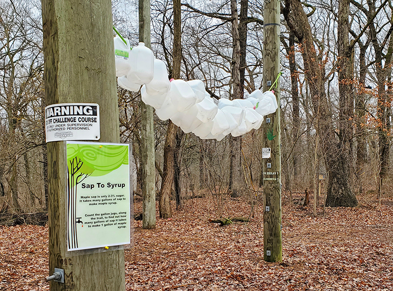 Did you know? Creating one gallon of maple syrup takes about 40 gallons of maple sap. (Chris Weber/H-F Chronicle)