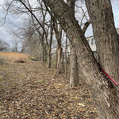 The north fence of Coyote Run Golf Course is visible now that invasive species were removed. Hundreds of shrubs will be planted along the fence line using a NICOR grant. (Provided photo)