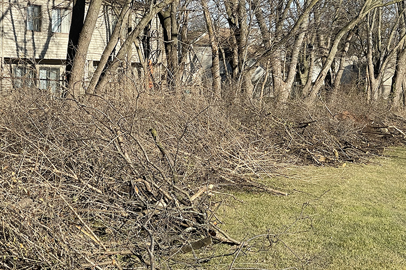 Piles of invasive species branches will be cleared away as soon as weather permits. (Provided photo)