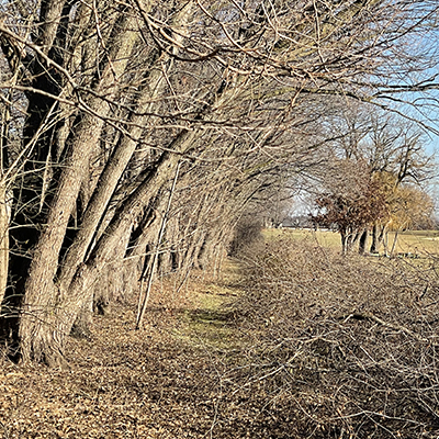A NICOR grant will help the Homewood-Flossmoor Park District grow native shrubs along the tree line. (Provided photo)