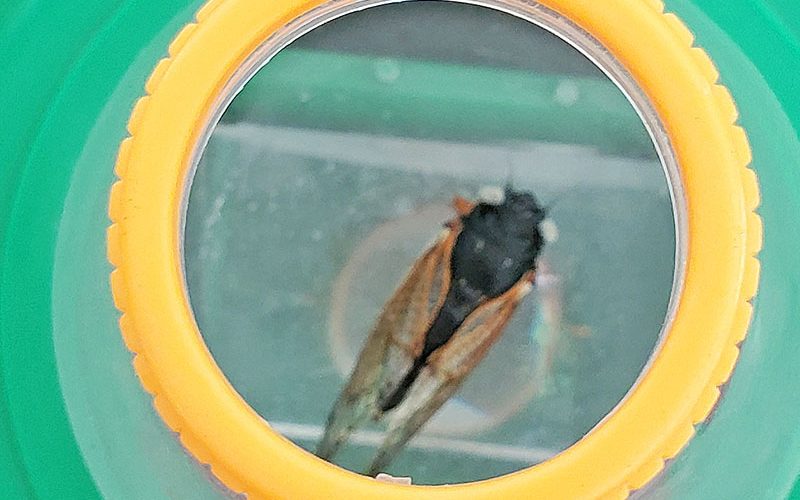 A rare, blue-eyed cicada found in the area wowed cicada fans at the Iron Oaks celebration. (Chris Weber/H-F Chronicle)