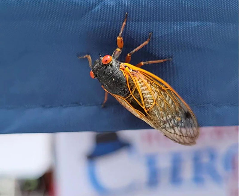 A cicada visits the Chronicle's booth at the HF Juneteenth Festival. The big, flying bugs certainly enlivened the event, though not in a good way for some entertainers and members of the audience. (Eric Crump/H-F Chronicle)