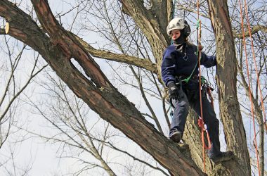 Melanie Hamilton participates in a tree climbing training session in March 2019. Hamilton recently took second place in the state climbing competition. (Eric Crump/H-F Chronicle)