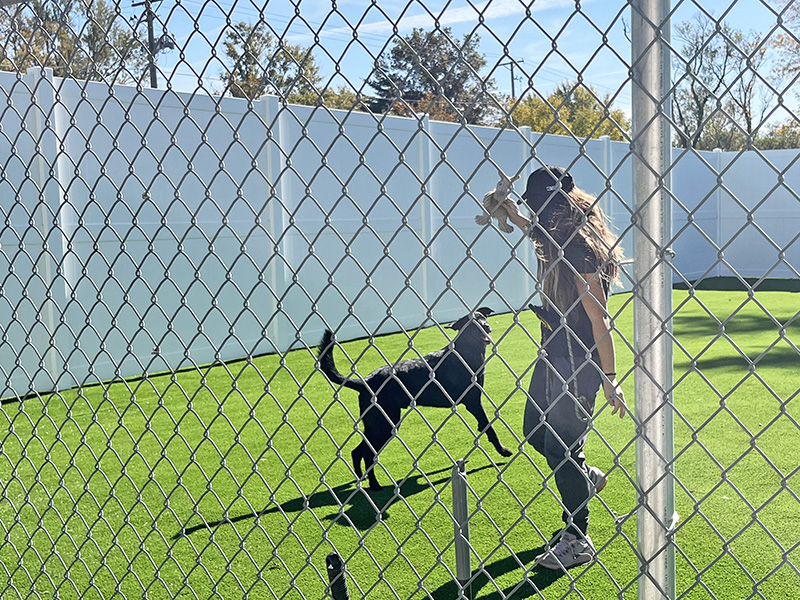 Flossmoor Animal Hospital kennel assistant and pamperer Emily Alvarez playing with Clarence, another staff member's dog, inside the fully built outside playpen.(Nick Ulanowski/H-F Chronicle)