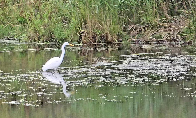 Izaak Walton Preserve in Homewood is home to wildlife that environmental activists worry could be affected by toxins in a pond near Prairie Lakes. (Eric Crump/H-F Chronicle)