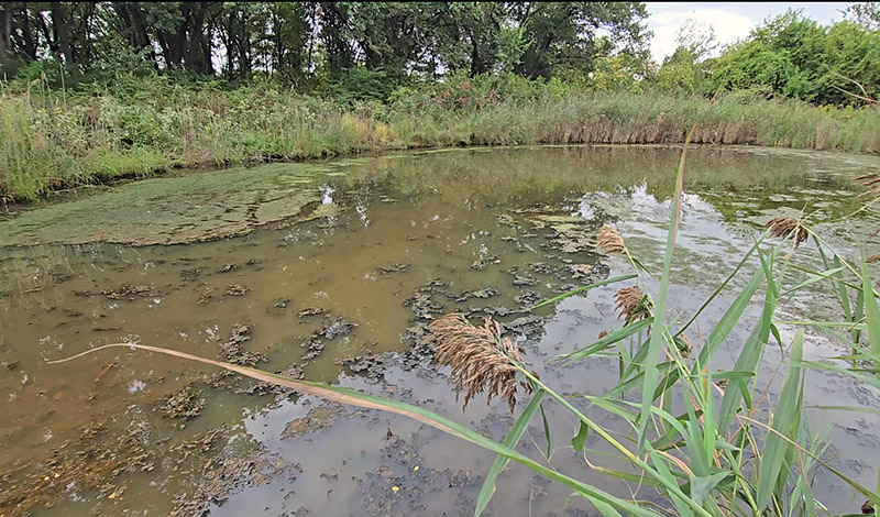 The pond in the northwest corner of Izaak Walton Preserve has been found by one test to have elevated levels of toxins. The pond, seen here on Sept. 23, has at various times takes on an orange hue that first alerted a local environmental scientist that there might be a problem. (Eric Crump/H-F Chronicle)