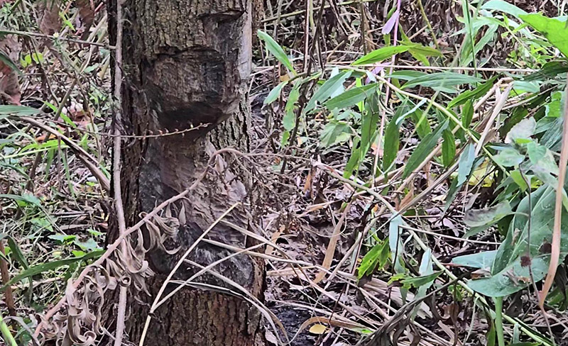 A gnawed tree near the northwest pond at Izaak Walton shows evidence that wildlife could be exposed to toxins in the sediment, according to local environmental activists. (Eric Crump/H-F Chronicle)