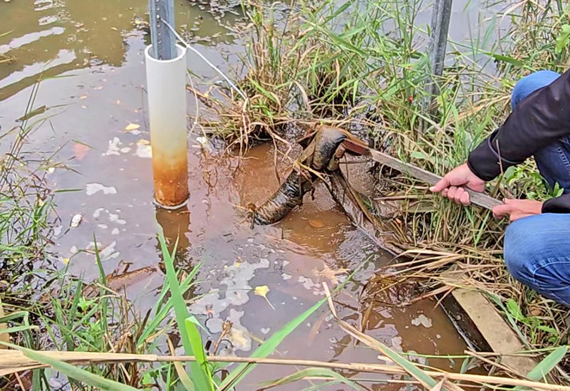 Dave Zaber lifts a boom from the water that is intended to corral oily substances flowing into an Izaak Walton Preserve pond. (Eric Crump/H-F Chronicle)