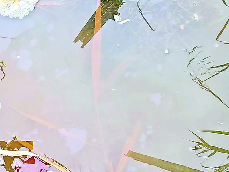 A sheen often seen near the outfall in the far northwest pond portion of Prairie Lakes was cause for concern among local environmental activities. A consultant hired by the village and Izaak Walton Preserve determined the sheen is not toxic. (Chronicle file photo)