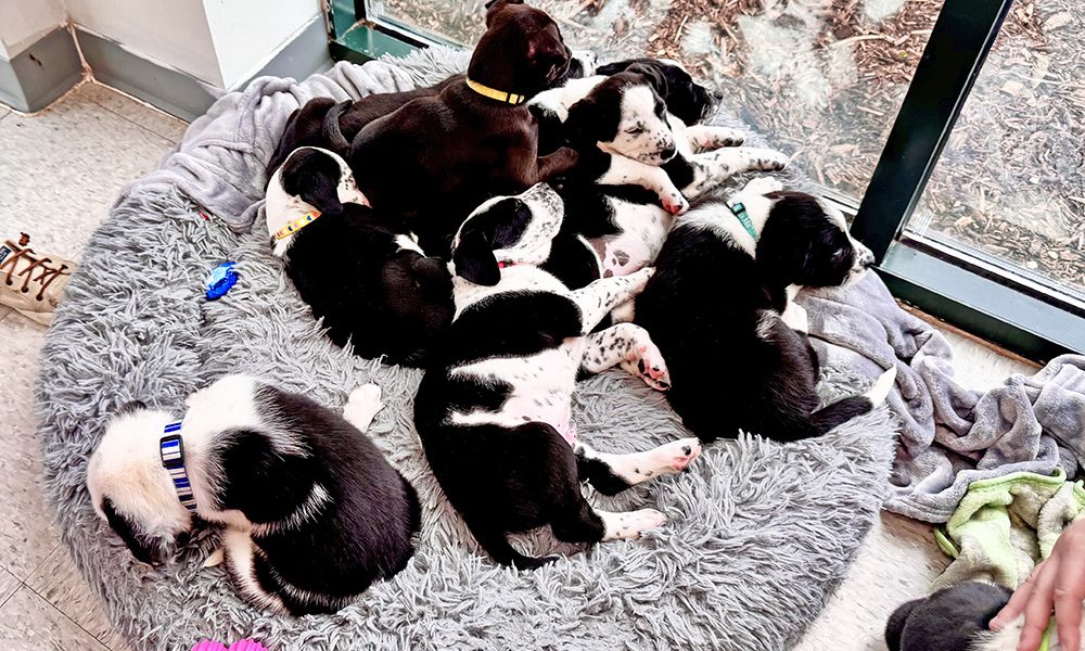 The Dalmatian-Bernese Mountain puppies pile into one bed. (Karen Torme Olson/H-F Chronicle)