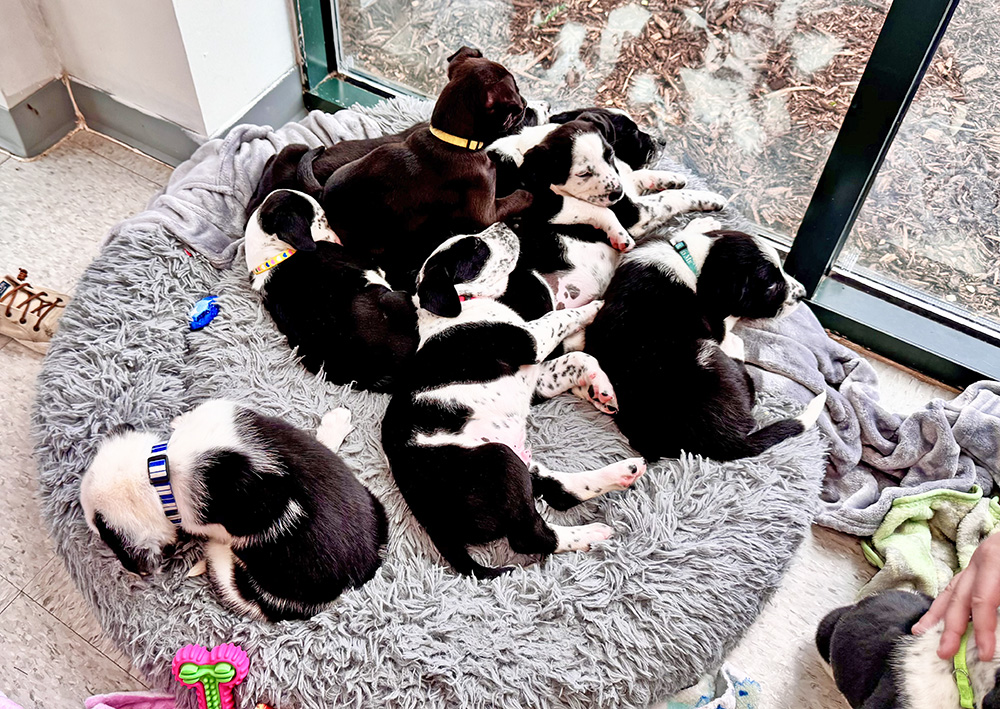 The Dalmatian-Bernese Mountain puppies pile into one bed. (Karen Torme Olson/H-F Chronicle) 