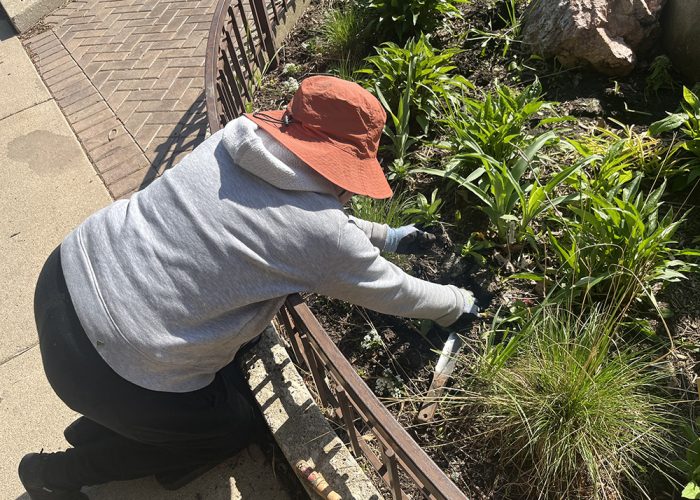 Master Gardener volunteer Claudia Petrie pats down the soil of the Tranquility Center at the Homewood Public Library during spring planting on May 8. (Nick Ulanowski/H-F Chronicle)