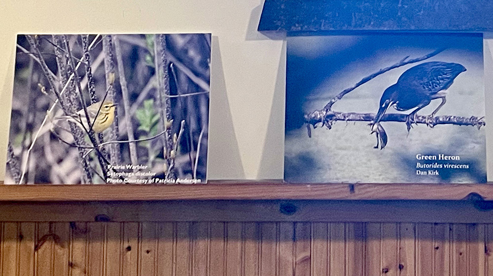 A collection of mounted bird photos for raffle winners to choose from during the World Migratory Bird Day celebration at Izaak Walton. (Summer Kiswani/ H-F Chronicle)
