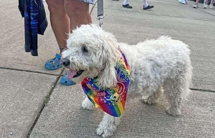 Homewood dog Bailey wears a Pride bandanna at Homewood-Flossmoor Pride Fest. (Nick Ulanowski/H-F Chronicle)