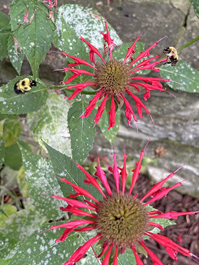 Bees love the Bee Balm plant in Scott Mehaffey's garden. (Marilyn Thomas/H-F Chronicle)