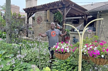 Darryl Johnson of Olympia Fields has been creating his lush hosta garden for more than a decade. (Marilyn Thomas/H-F Chronicle)