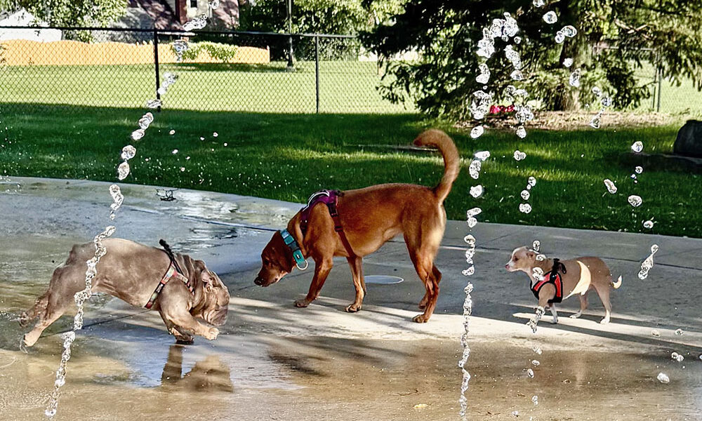 Dogs meet and greet each other at the inaugural Pups at the Pad event at the Homewood Splash Pad. (Karen Torme Olson)