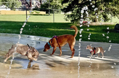 Dogs meet and greet each other at the inaugural Pups at the Pad event at the Homewood Splash Pad. (Karen Torme Olson)