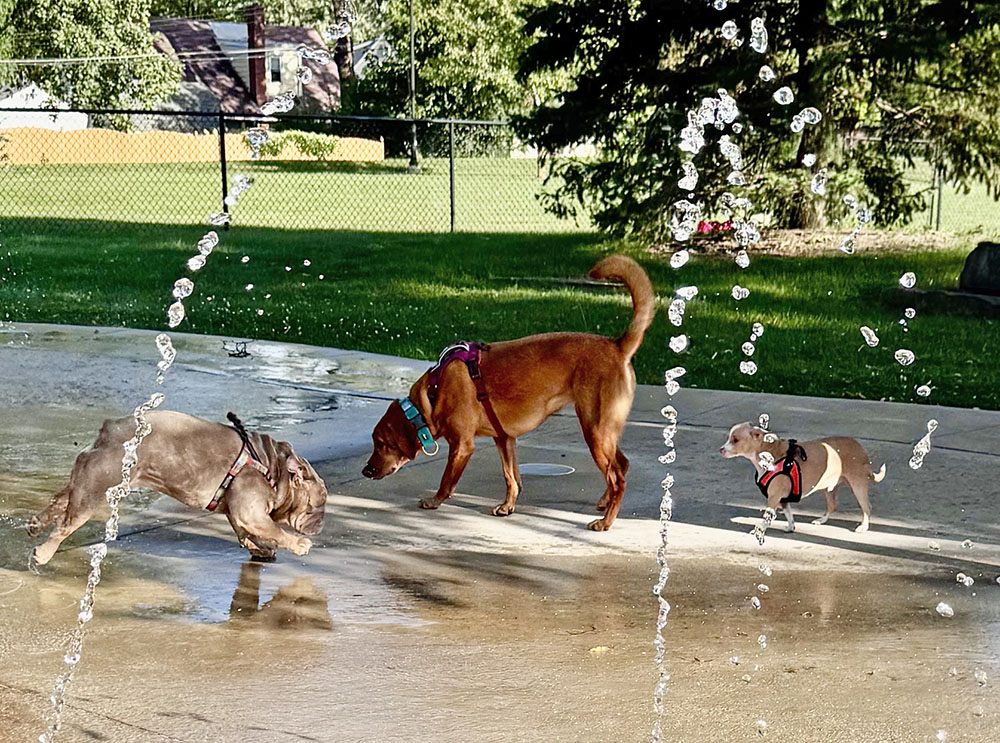 Dogs meet and greet each other at the inaugural Pups at the Pad event at the Homewood Splash Pad. (Karen Torme Olson)