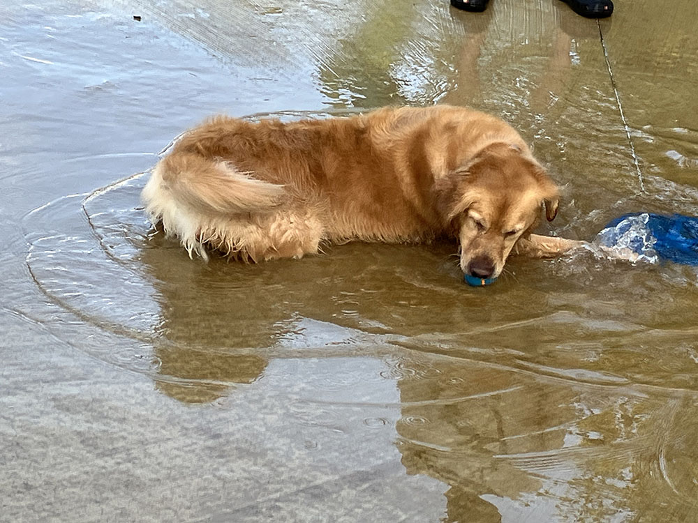 Charlie the golden retriever protects his favorite ball as he takes a breather from the action in the water at the splash pad. (Karen Torme Olson)