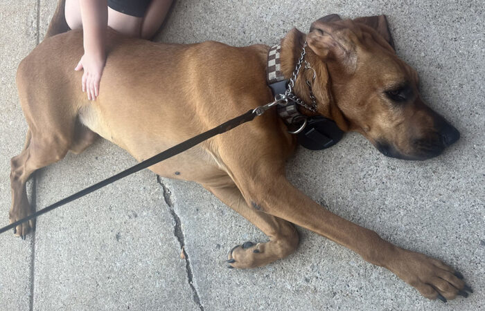 Ella, a 3-and-a-half-year-old bloodhound from the Cook County Sheriff Department’s Bloodhound Unit. (Nick Ulanowski / H-F Chronicle)
