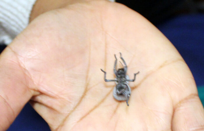 "It plays dead," said Master Gardener Cindy Wade-Mayo, as a blue death-feigning beetle demonstrated its signature defense tactic for onlookers at Walk Walton on Sunday, Oct. 19. (Nuha Abdessalam/H-F Chronicle)
