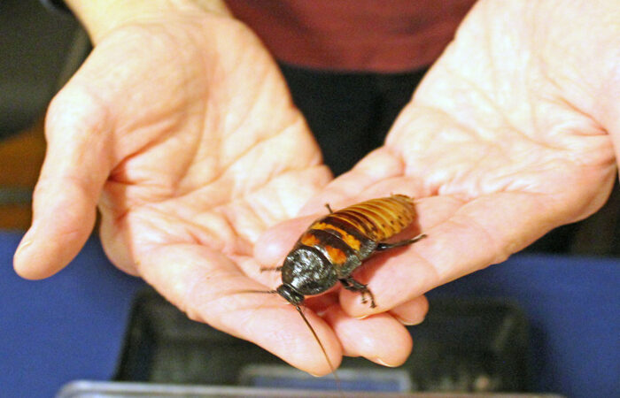 Master Gardener Annette Pletcher introduces visitors to a Madagascar cockroach during the Walk Walton fundraiser on Oct. 19. (Nuha Abdessalam/H-F Chronicle)
