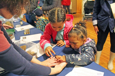 Sisters Amara Robinson, 6, and Noa Robinson, 3, examine a blue death-feigning beetle with fascination. Their mother, Caitlin McCaffery, said the girls are "fearless." (Nuha Abdessalam/H-F Chronicle)