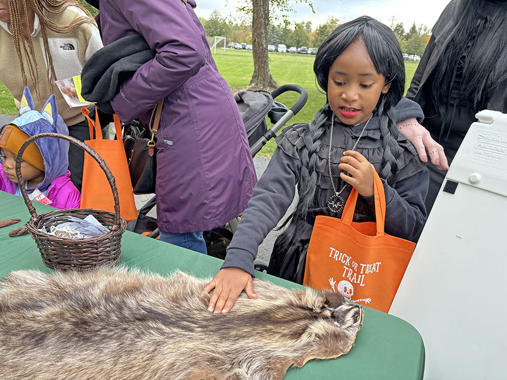 Aryn Anderson, 6, of Homewood, pets raccoon fur at a table manned by staff from Irons Oaks. (Marilyn Thomas/H-F Chronicle)