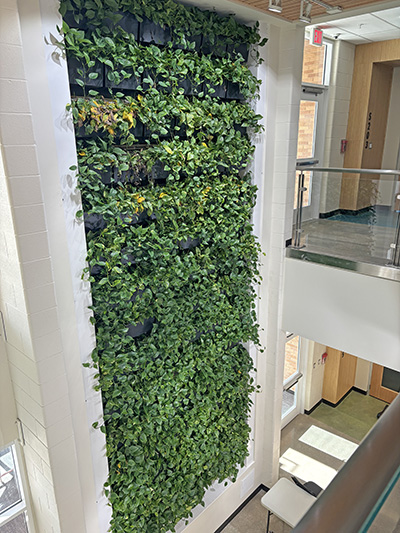 A two-story green wall is one of the Net Zero appointments in the new Science Wing at Homewood-Flossmoor High School. (Marilyn Thomas/H-F Chronicle)