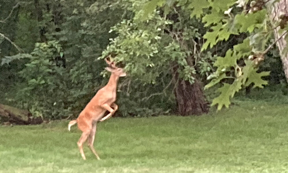 A deer feasts on the vegetation on a tree in Homewood this past summer. (Marilyn Thomas/H-F Chronicle)