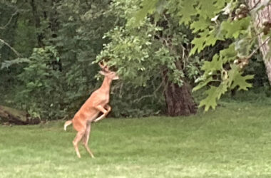 A deer feasts on the vegetation on a tree in Homewood this past summer. (Marilyn Thomas/H-F Chronicle)