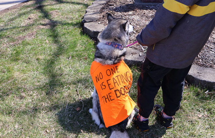Heidi, an 8-year-old husky, sat calmly in the grass wearing her "No One Is Eating The Dogs" shirt, a reference to a claim made by President Donald Trump and Vice President J.D. Vance during the 2024 election campaign that immigrants were eating dogs and cats, a claim that was found to be untrue. (Nuha Abdessalam/H-F Chronicle)