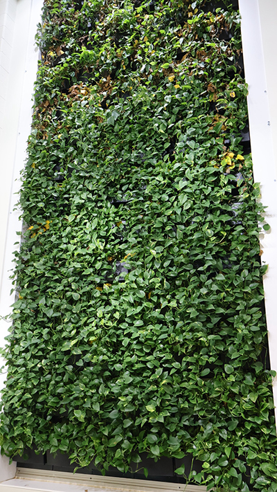 Plants create a living wall inside Homewood-Flossmoor High School’s Net Zero Science Building during the Girls STEAM Celebration on April 11. (Nuha Abdessalam/H-F Chronicle)