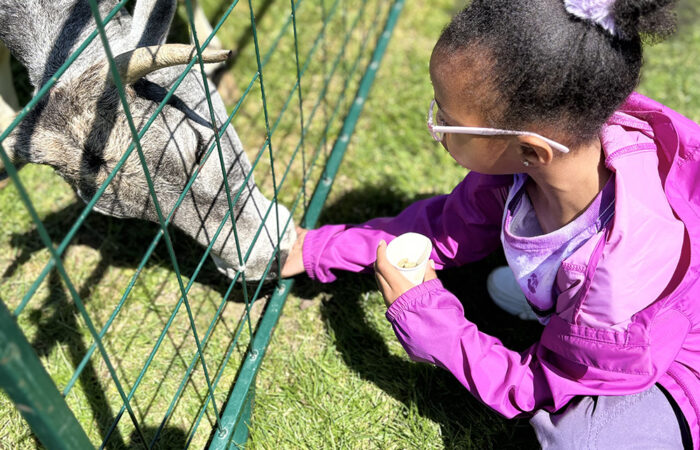 Zoo 1-MT051526_web Willow School kindergartener Journee Johnson feeds a cow. (Marilyn Thomas/H-F Chronicle)
