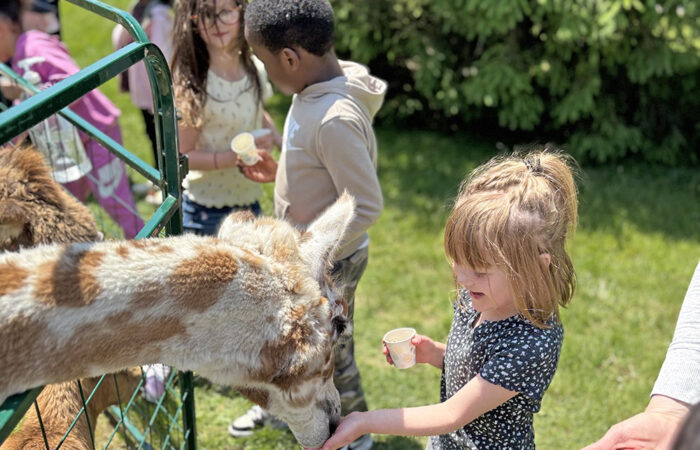 Zoo 2-MT_web Mara Dennis was excited to feed the llama. (Marilyn Thomas/H-F Chronicle)