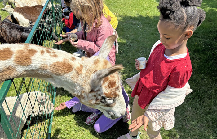 Zoo 3-MT_web The llama came looking for food from kindergartener Cadi Milton. (Marilyn Thomas/H-F Chronicle)