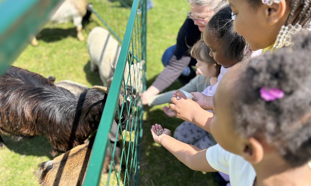 Hands extended drew goats and sheep to kindergarteners at the Willow School petting zoo on May 15. (Marillyn Thomas/H-F Chronicle)