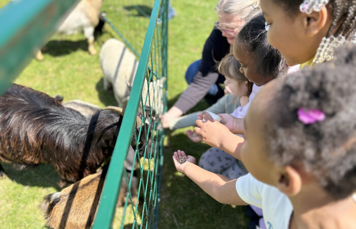 Zoo 4-MT_web Hands extended drew goats and sheep to kindergarteners at the Willow School petting zoo on May 15. (Marillyn Thomas/H-F Chronicle)
