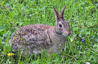 A rabbit has a snack in a Homewood yard on May 9. State officials urge residents to avoid interacting with wildlife, especially during springtime when young birds and animals are still developing. (Eric Crump/H-F Chronicle)